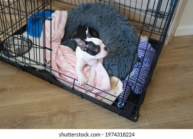 Boston Terrier puppy in a cage, crate with the door open. Her bed and blanket, plus toys and bowls can be see in the cage. - Shutterstock ID 1974318224