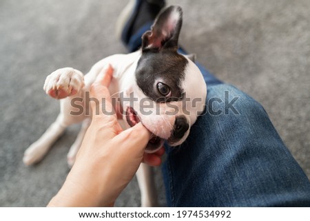Boston Terrier puppy chewing or biting the thumb of the person she is playing with due to the fact she is teething.