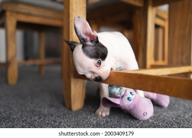 Boston Terrier puppy chewing the wooden base of a wooden dining room chair. 