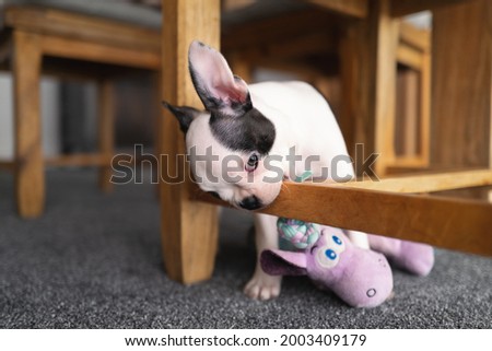 Boston Terrier puppy chewing the wooden base of a wooden dining room chair. 