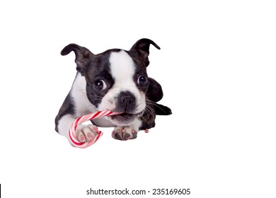 A Boston Terrier Puppy Eating A Candy Cane.