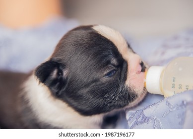 A Boston Terrier Puppy Eating Milk From Bottle