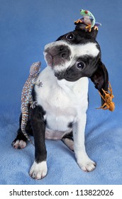 A Boston Terrier Puppy Has A Frog, Gecko, And Tarantula Sitting On Her.