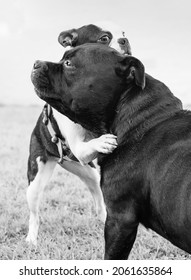 Boston Terrier puppy with her paws around the large neck of a Staffordshire Bull Terrier. They are hugging or wrestling.The image is black and white
