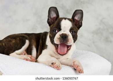 Boston Terrier Puppy Lay Down Looking Happy