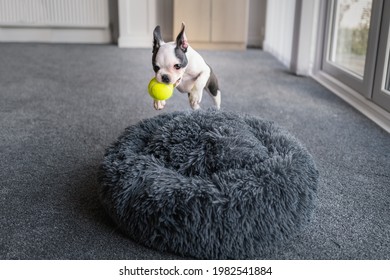 Boston Terrier Puppy Leaping Over Whilst Playing Near A Soft Fluffy Dog Bed. She Is Indoor In A Carpeted Room. She Has A Tennis Ball In Her Mouth