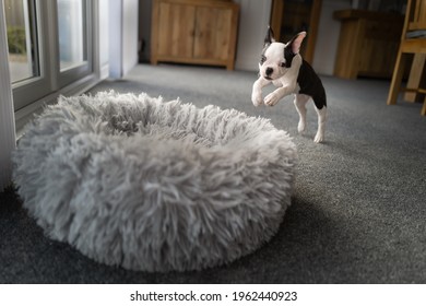 Boston Terrier puppy leaping, playing into a soft fluffy dog bed. She is indoor in a carpeted room.