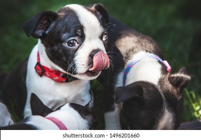 Boston Terrier Puppy Licking Its Nose After Eating Its Dinner