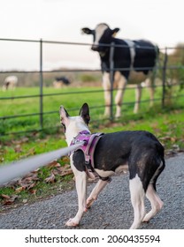 Boston Terrier puppy meeting a cow or young bullock. The dog is pulling on the harness and lead. The cattle are behind a fence