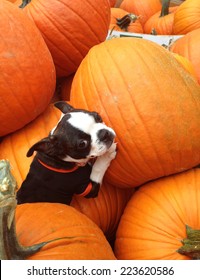 A Boston Terrier puppy playing in a pile of pumpkins