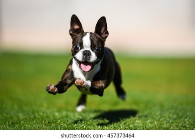 Boston terrier puppy running through the yard.