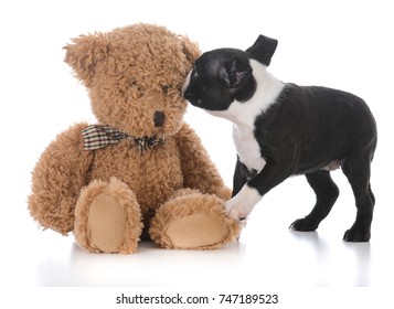 brown boston terrier stuffed animal
