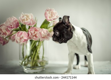 11,219 Boston terrier Stock Photos, Images & Photography | Shutterstock