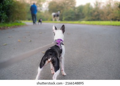 Boston Terrier Puppy Wearing A Harness Seen From A Low Angle Behind Her. She Is Looking Ahead At A Man With A Dog And A Horse In Soft Focus. 