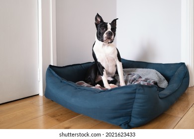 Boston Terrier Sitting Up In A Large Dog Bed In A Room With A Wooden Floor And White Walls.