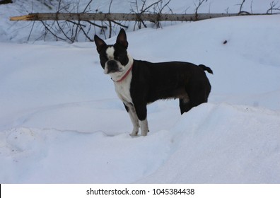 Boston Terrier In The Snow