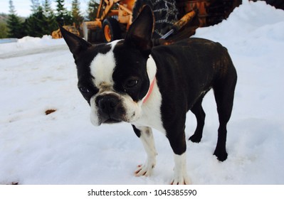 Boston Terrier In The Snow