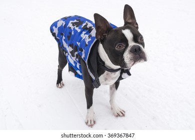 Boston Terrier In Snow Wearing Jacket