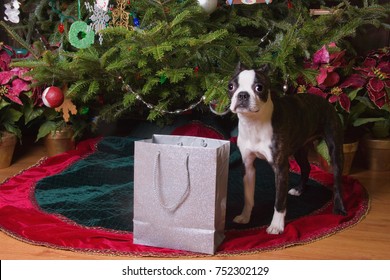 A Boston Terrier Standing By A Gift Bag Under A Christmas Tree.