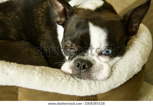 Boston Terrier Toybreed Dog Black White Royalty Free Stock Image