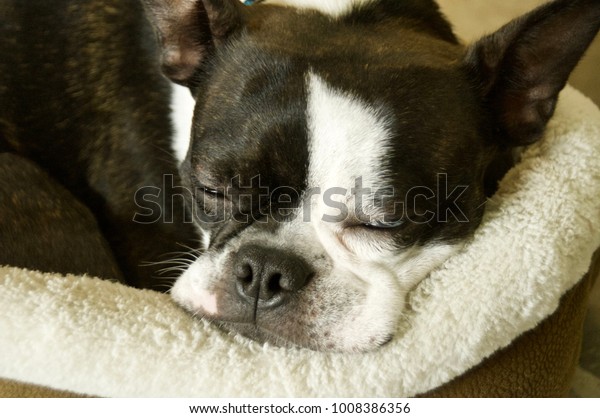 Boston Terrier Toybreed Dog Black White Stock Photo Edit Now