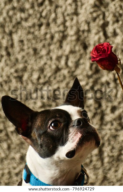 Boston Terrier Toybreed Dog Black White Stock Photo Edit Now