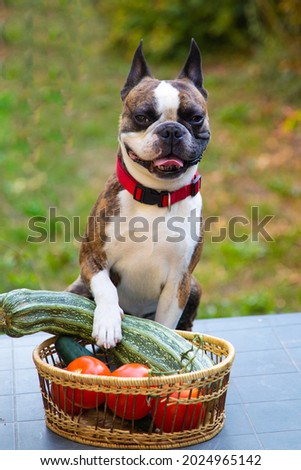 boston terrier with vegetables in a basket show the harvest from the garden, zucchini ,tomatoes cucumbers