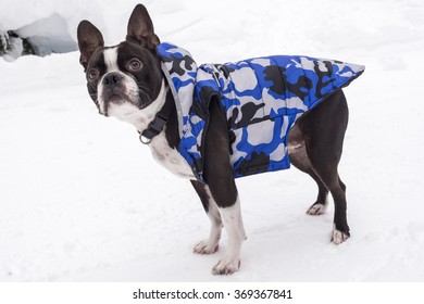 Boston Terrier Wearing Blue Coat In Snow