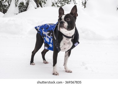 Boston Terrier Wearing Coat In Mountain Snow