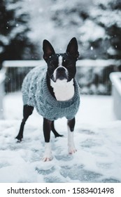 Boston Terrier Wearing A Sweater In The Snow