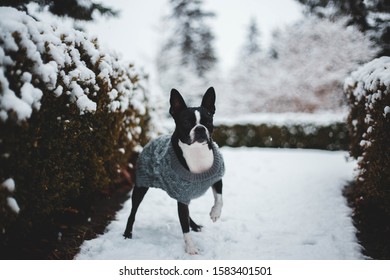 Boston Terrier Wearing A Sweater In The Snow