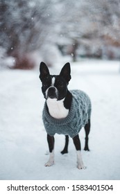 Boston Terrier Wearing A Sweater In The Snow