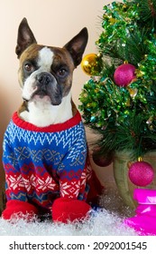 Boston Terrier In A Winter Knitted Sweater Near The Christmas Tree