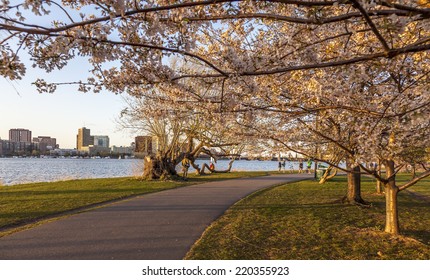BOSTON, USA - APRIL 15, 2013: Panoramic view of Boston in MA, USA showcasing the Charles River and its famous cherry trees blossoming in the spring season on a warm day on April 15, 2013.