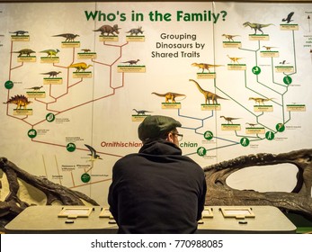 Boston, USA - December 2 2017: Man Reading A Poster Of A Dinosaur Family Tree In The Boston Museum Of Science.