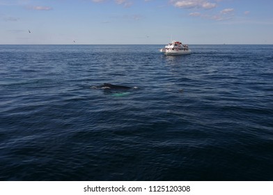 Boston, USA - July 20 2006: Visitors Are Taking The Whale Watching Cruise At The Coastal Line Of Boston.