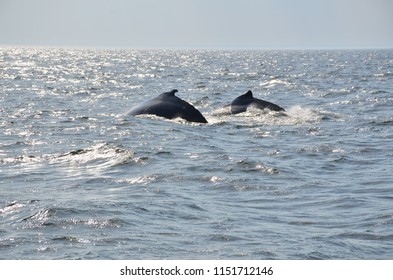 Boston Whale Watching