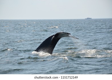 Boston Whale Watching