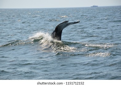 Boston Whale Watching