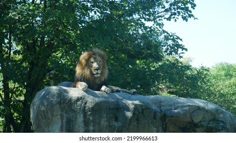 Boston Zoo Lion Enclosure Animal