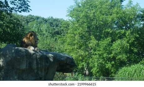 Boston Zoo Lion Enclosure Animal