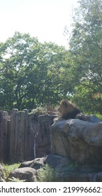 Boston Zoo Lion Enclosure Animal