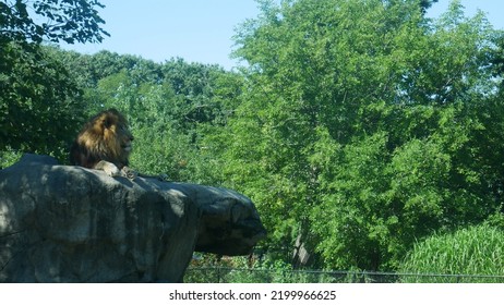 Boston Zoo Lion Enclosure Animal