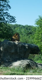 Boston Zoo Lion Enclosure Animal