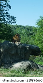 Boston Zoo Lion Enclosure Animal