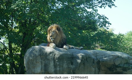 Boston Zoo Lion Enclosure Animal