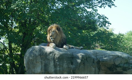 Boston Zoo Lion Enclosure Animal