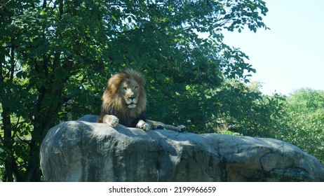 Boston Zoo Lion Enclosure Animal