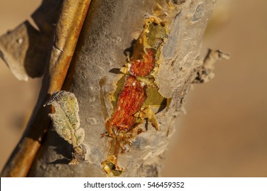 Boswellia Sacra Tree - Frankincense Resin