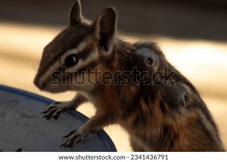 Bot Fly Larvae Incubate in Skin of Chipmunk (Tamias Minimus) in Falkland, BC, Canada July 2023